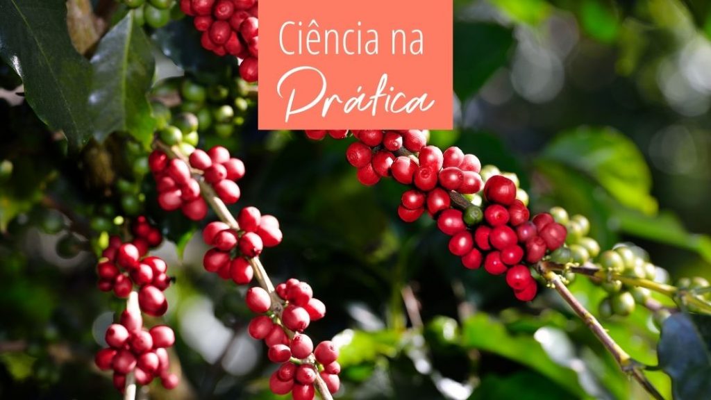 Produtividade do café